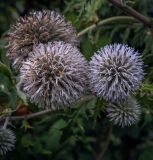 Echinops sphaerocephalus. Соцветия. Пермский край, г. Пермь, Кировский р-н, клумба у жилого дома. 08.08.2019.