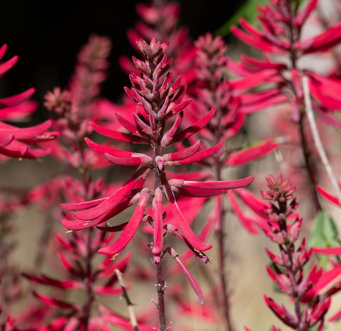 Image of Erythrina herbacea specimen.