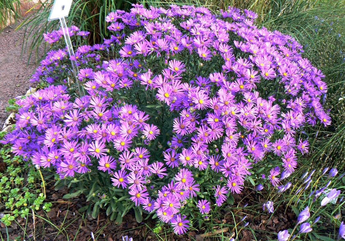 Image of Aster &times; frikartii specimen.