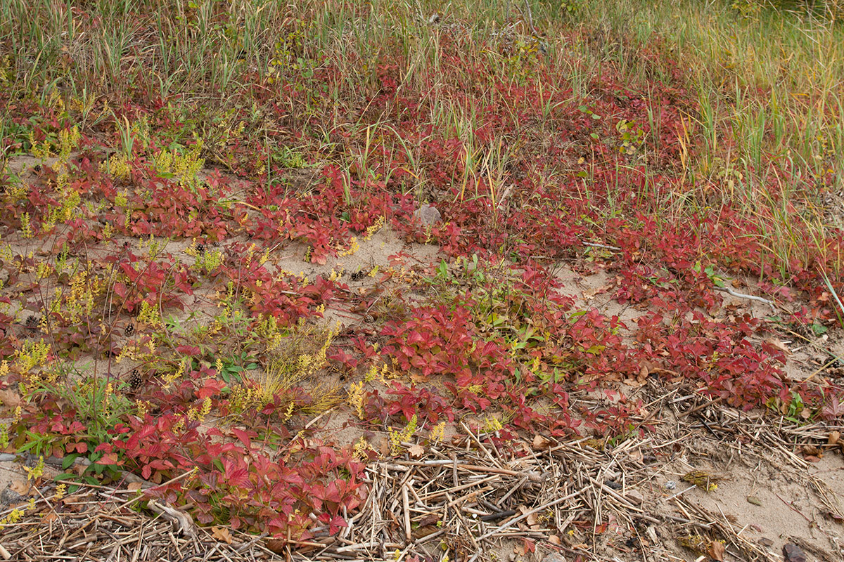 Изображение особи Rubus saxatilis.