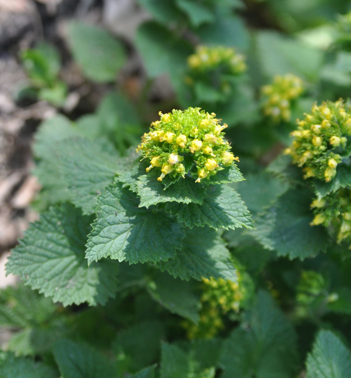 Image of Scrophularia chrysantha specimen.