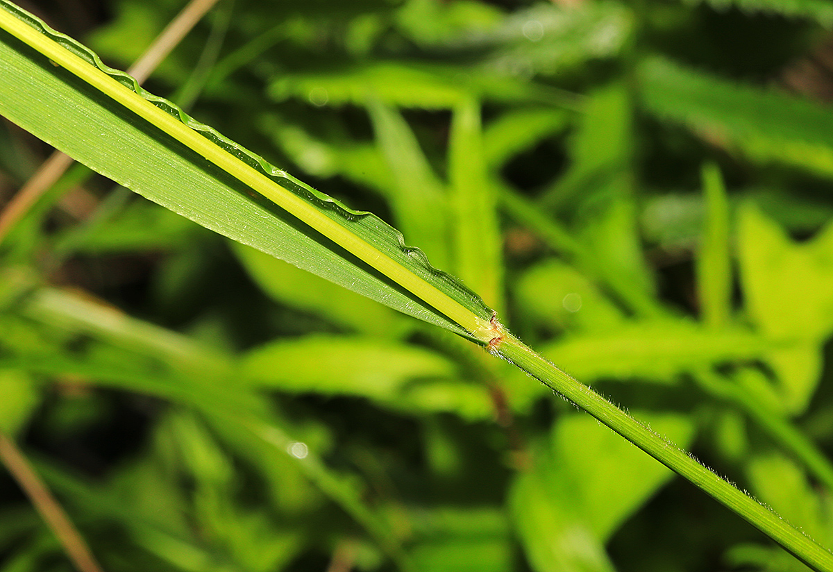 Image of Trisetum umbratile specimen.