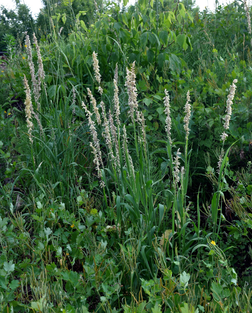 Image of Melica altissima specimen.