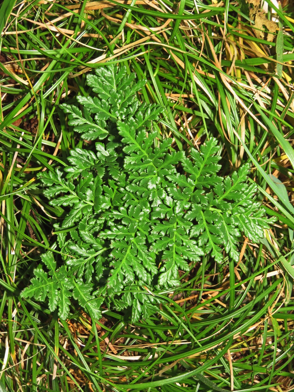 Image of Botrychium robustum specimen.