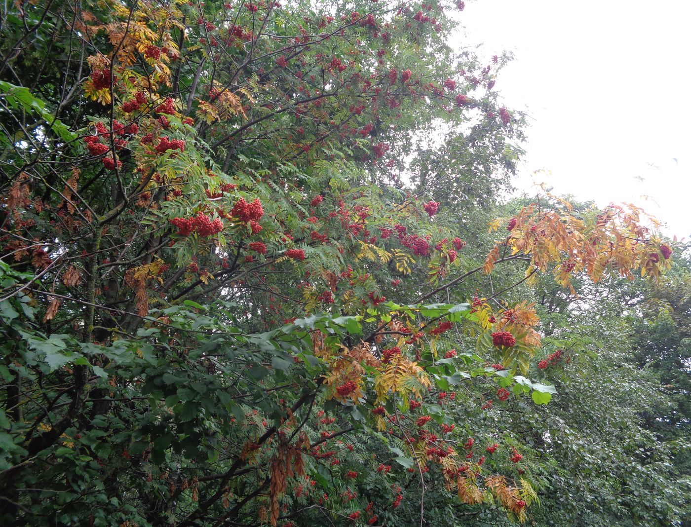 Image of Sorbus aucuparia specimen.