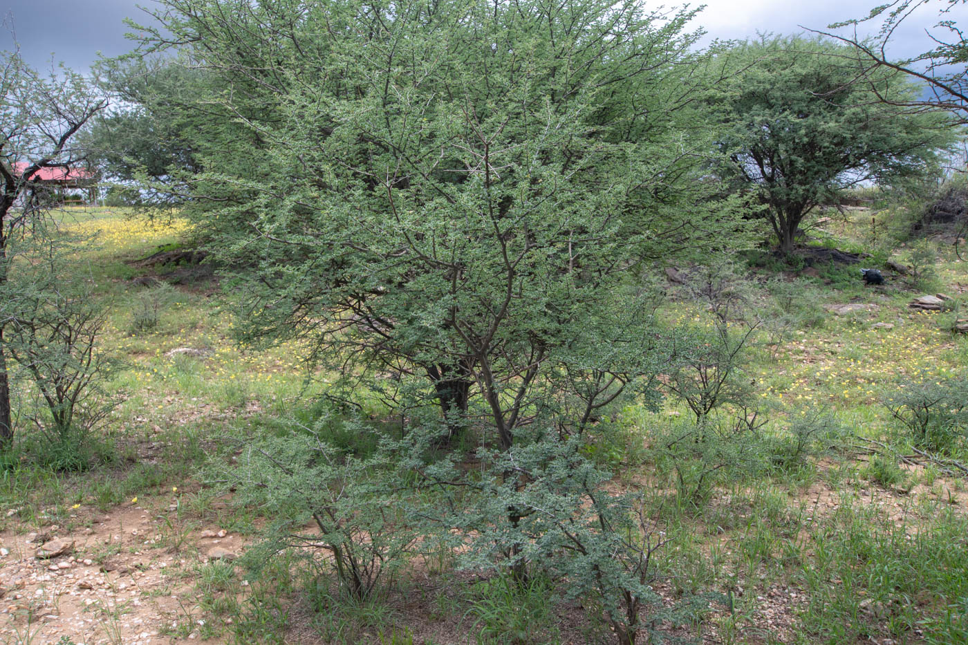 Image of Senegalia mellifera specimen.