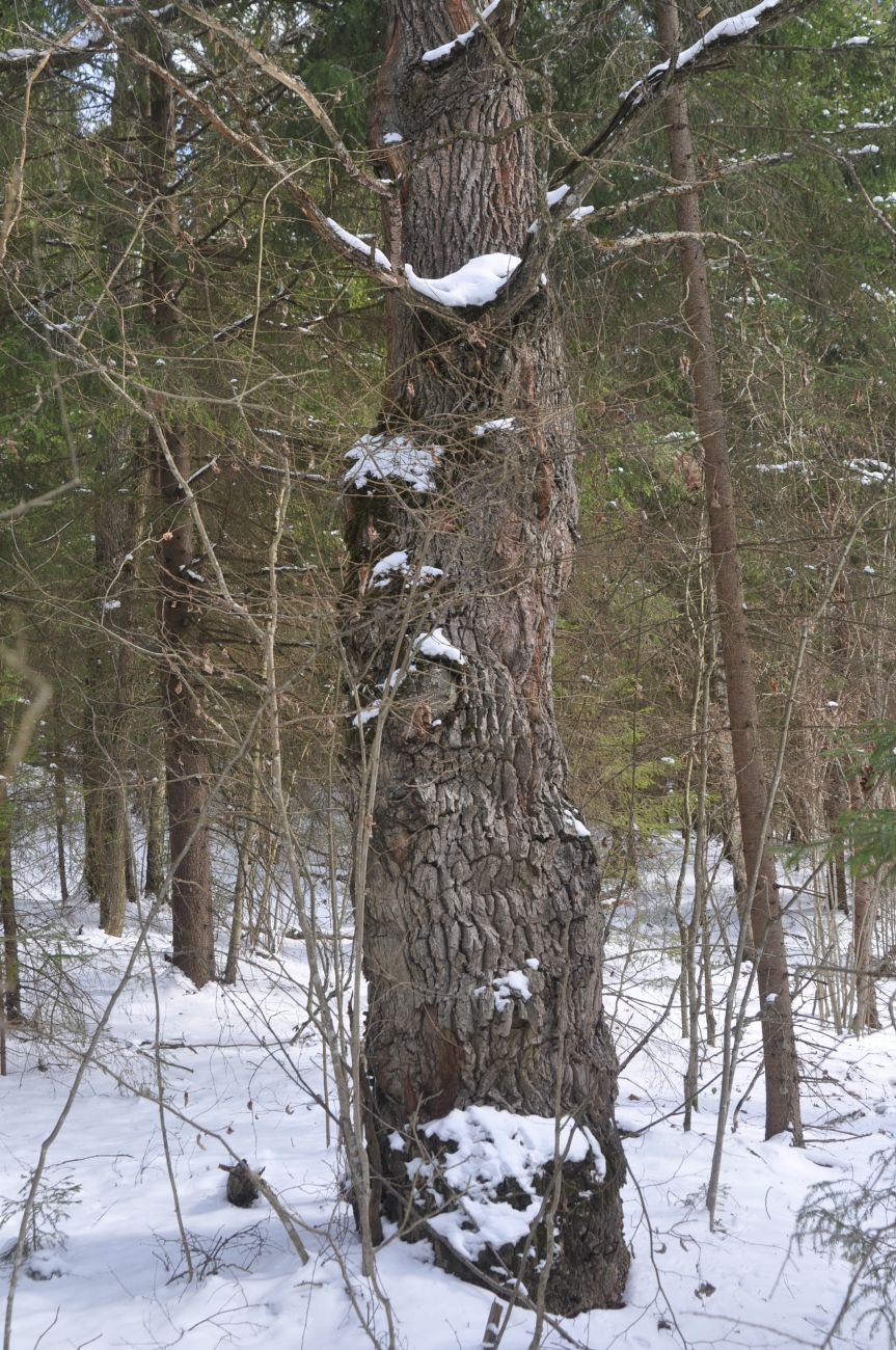 Image of Quercus robur specimen.