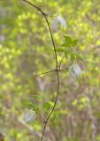 Смотреть изображение Atragene sibirica