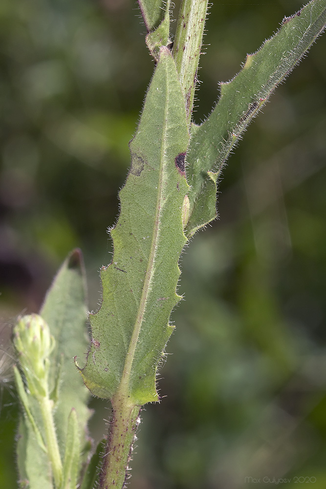 Image of Picris hieracioides specimen.