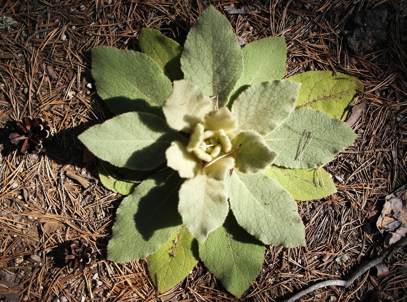 Изображение особи Verbascum thapsus.