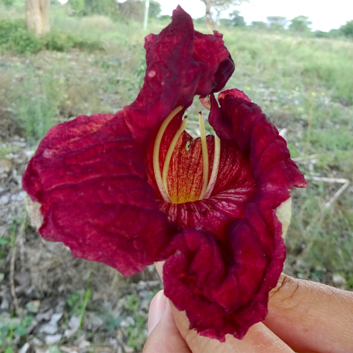 Image of Kigelia pinnata specimen.