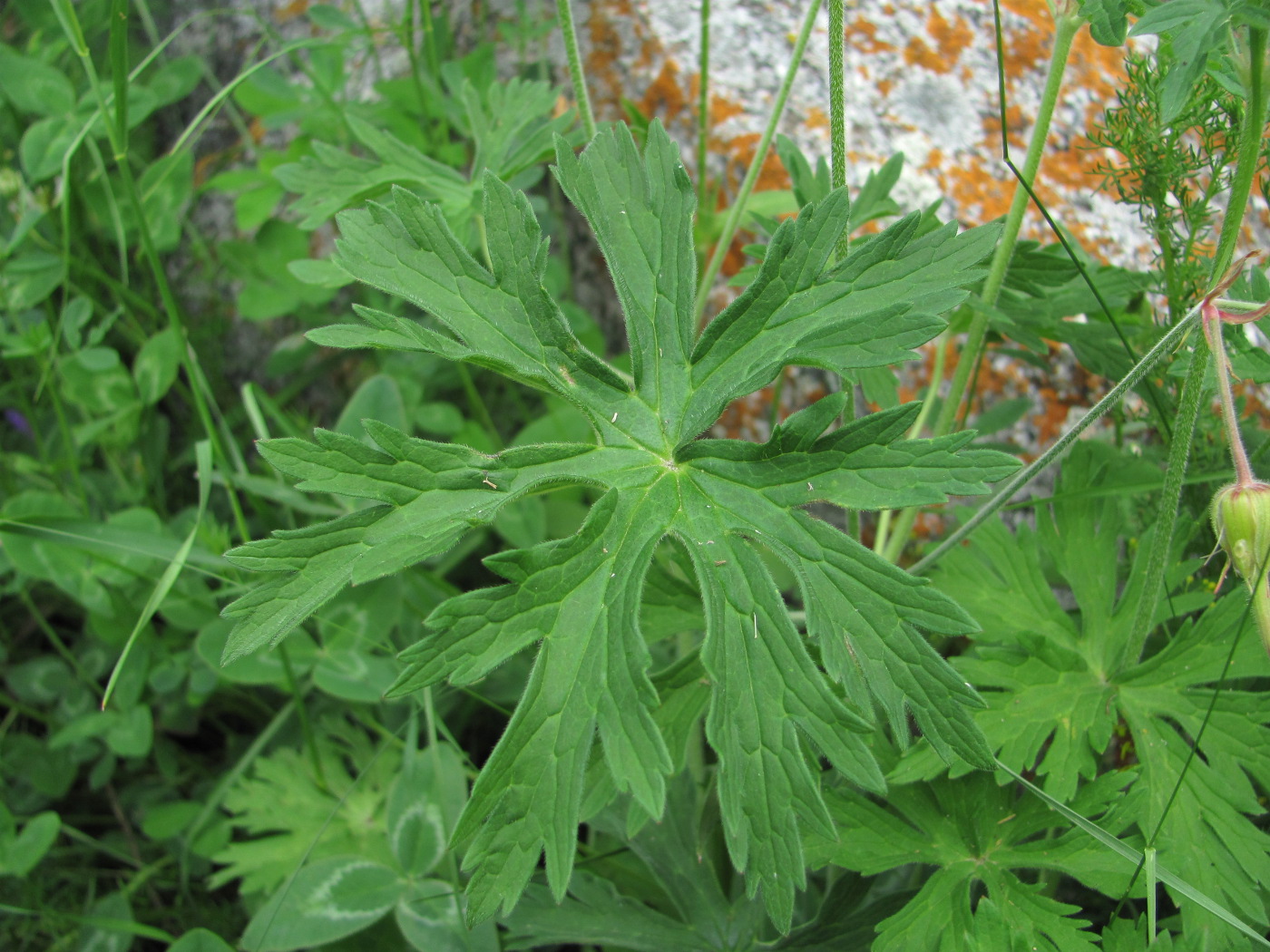 Изображение особи род Geranium.