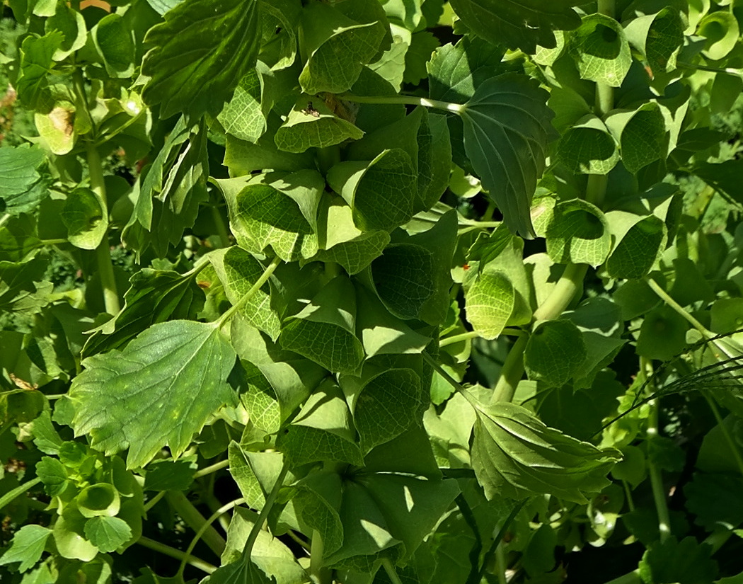 Изображение особи Moluccella laevis.