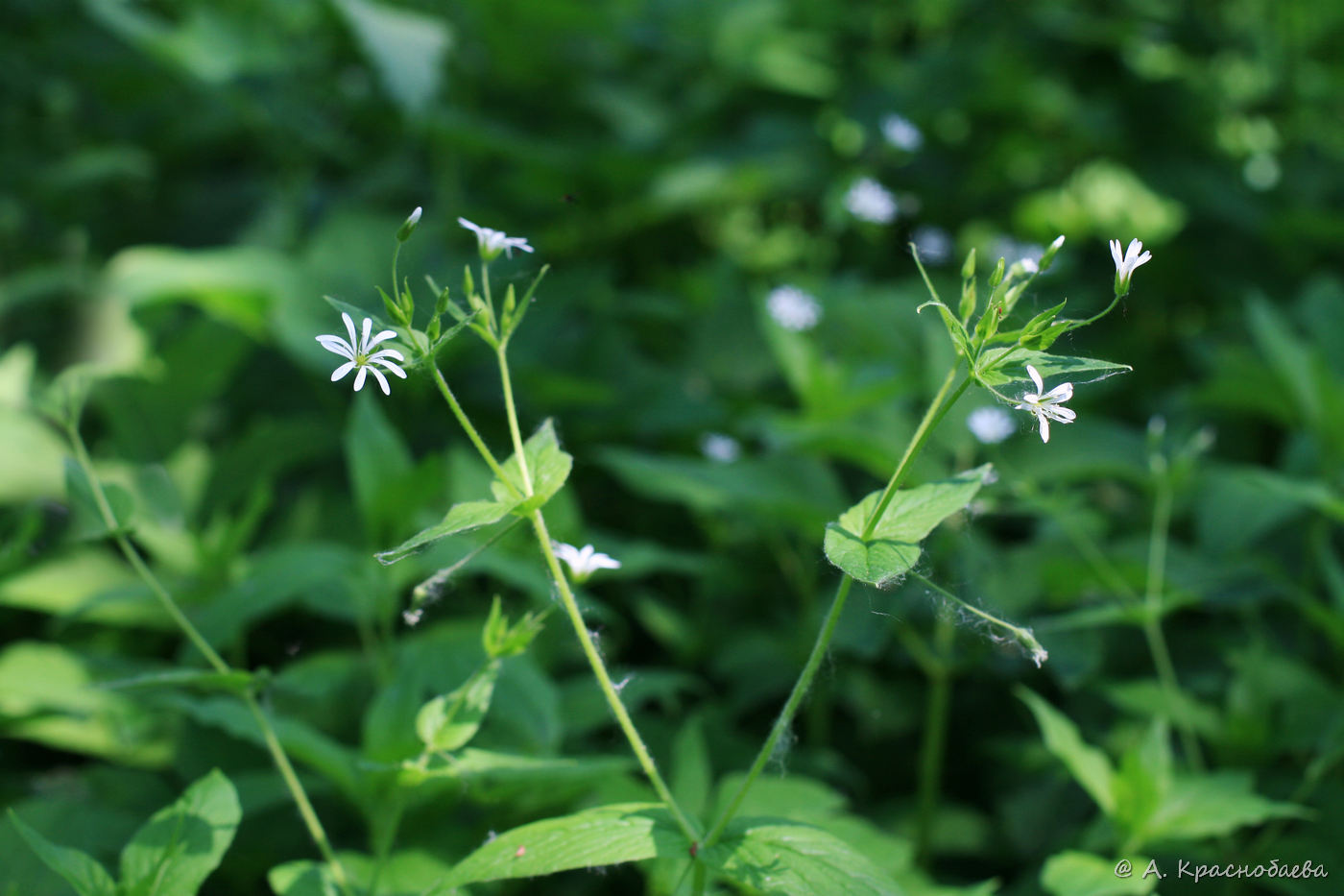 Image of Stellaria nemorum specimen.