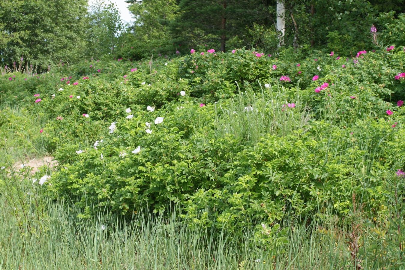 Image of Rosa rugosa specimen.