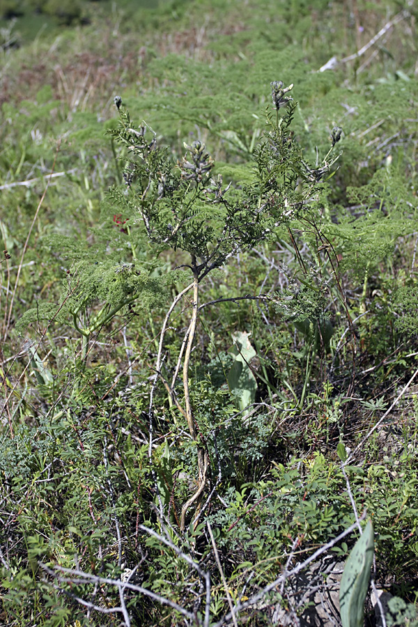 Изображение особи Astragalus neolipskyanus.