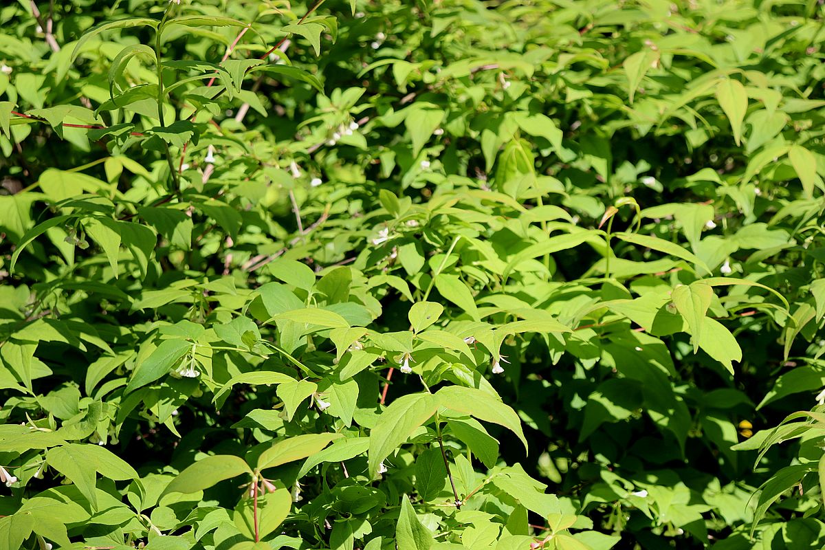 Image of genus Abelia specimen.