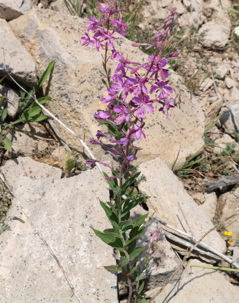 Image of Chamaenerion angustifolium specimen.