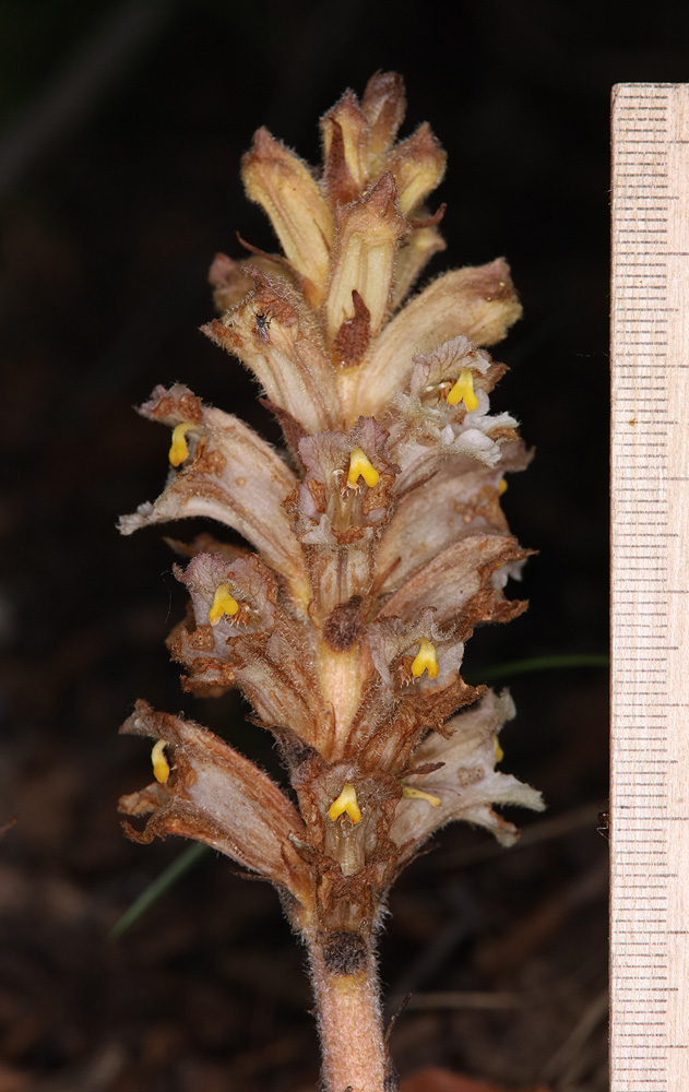 Image of genus Orobanche specimen.