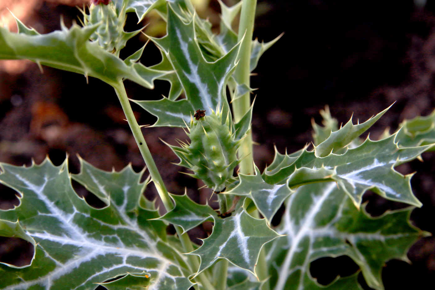 Image of Argemone ochroleuca specimen.