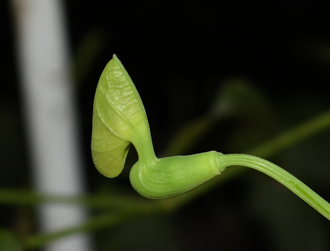 Изображение особи Aristolochia gigantea.