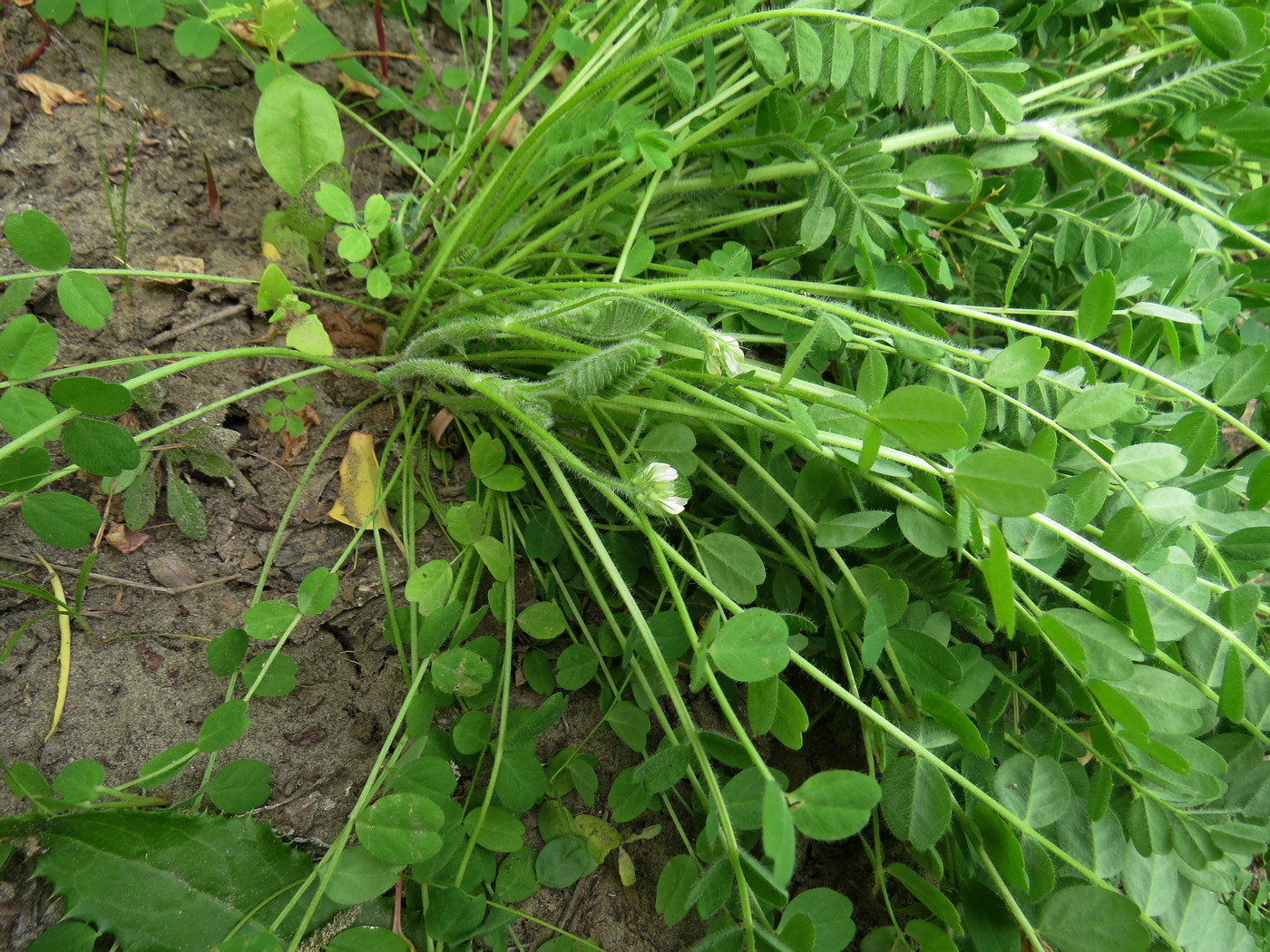 Image of Astragalus contortuplicatus specimen.