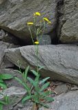 Sonchus arvensis. Цветущее растение. Приморье, окр. г. Находка, бухта Прозрачная, каменистый пляж, у подножия скал. 28.07.2021.