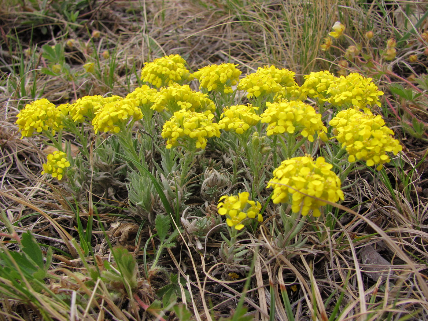 Image of Alyssum lenense specimen.