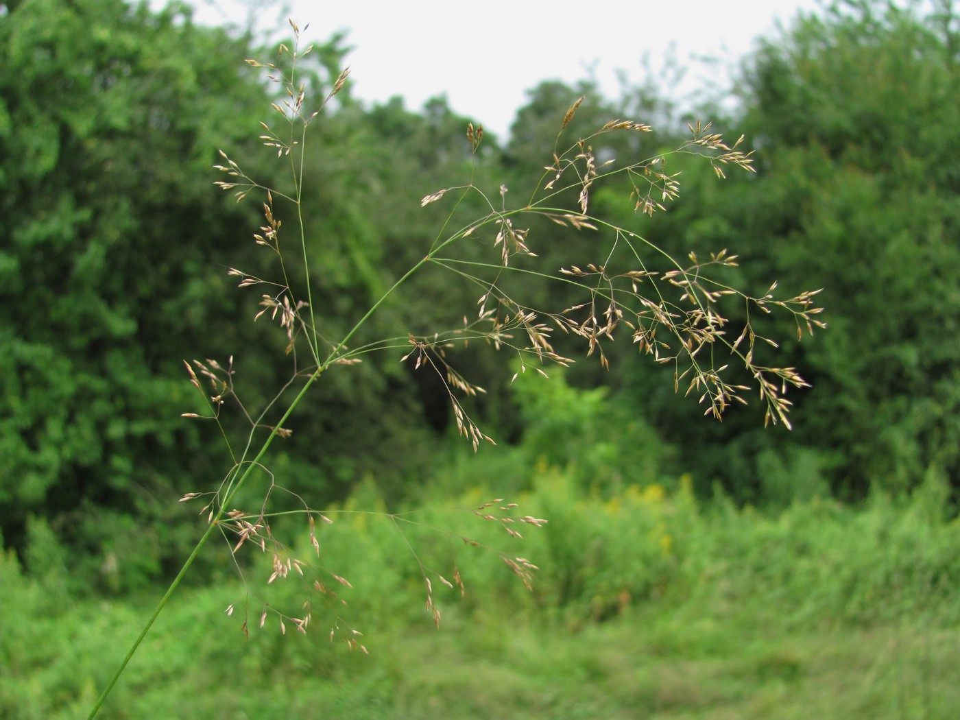 Изображение особи Agrostis gigantea.