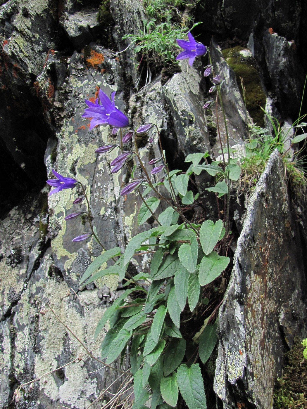 Изображение особи род Campanula.