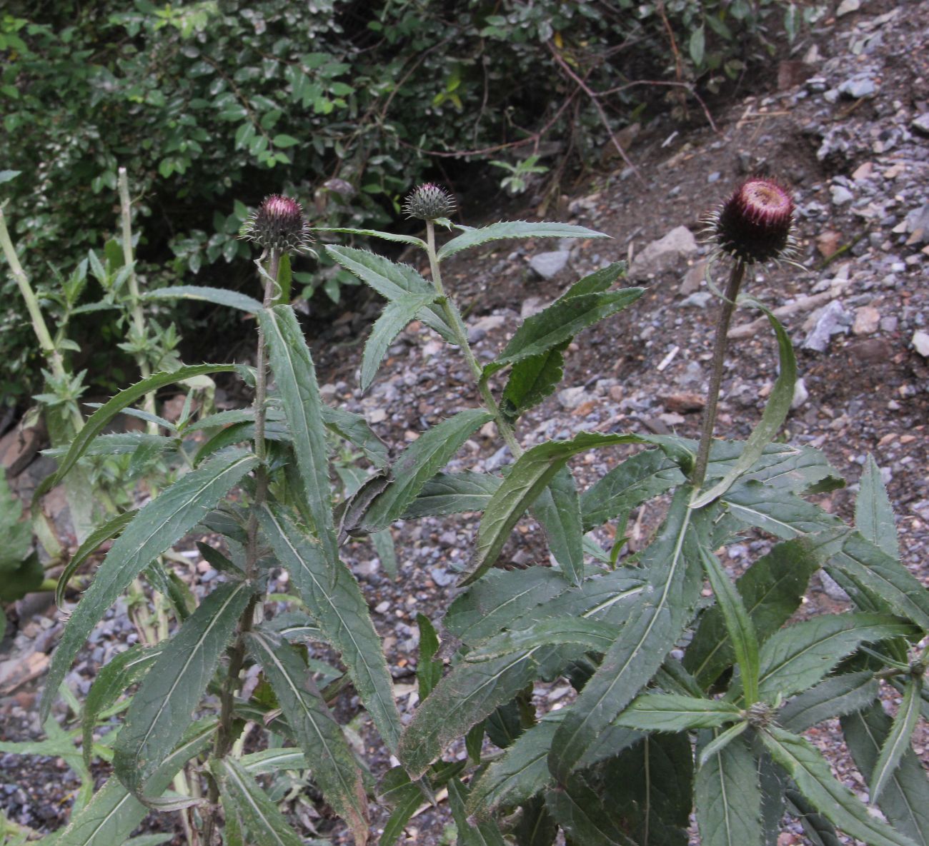 Изображение особи Cirsium serratuloides.