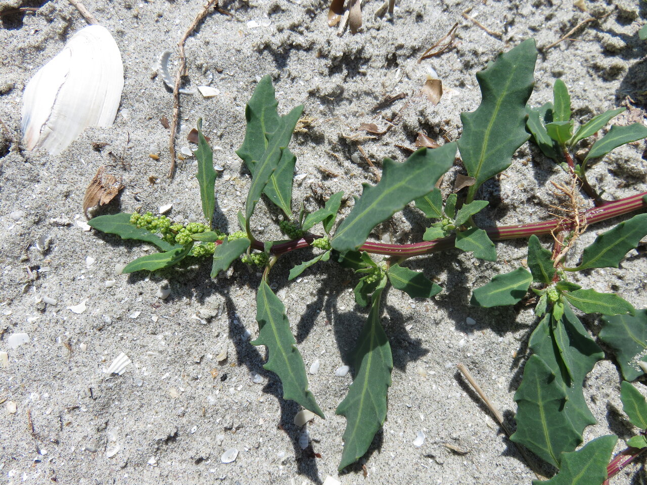 Image of Oxybasis glauca specimen.