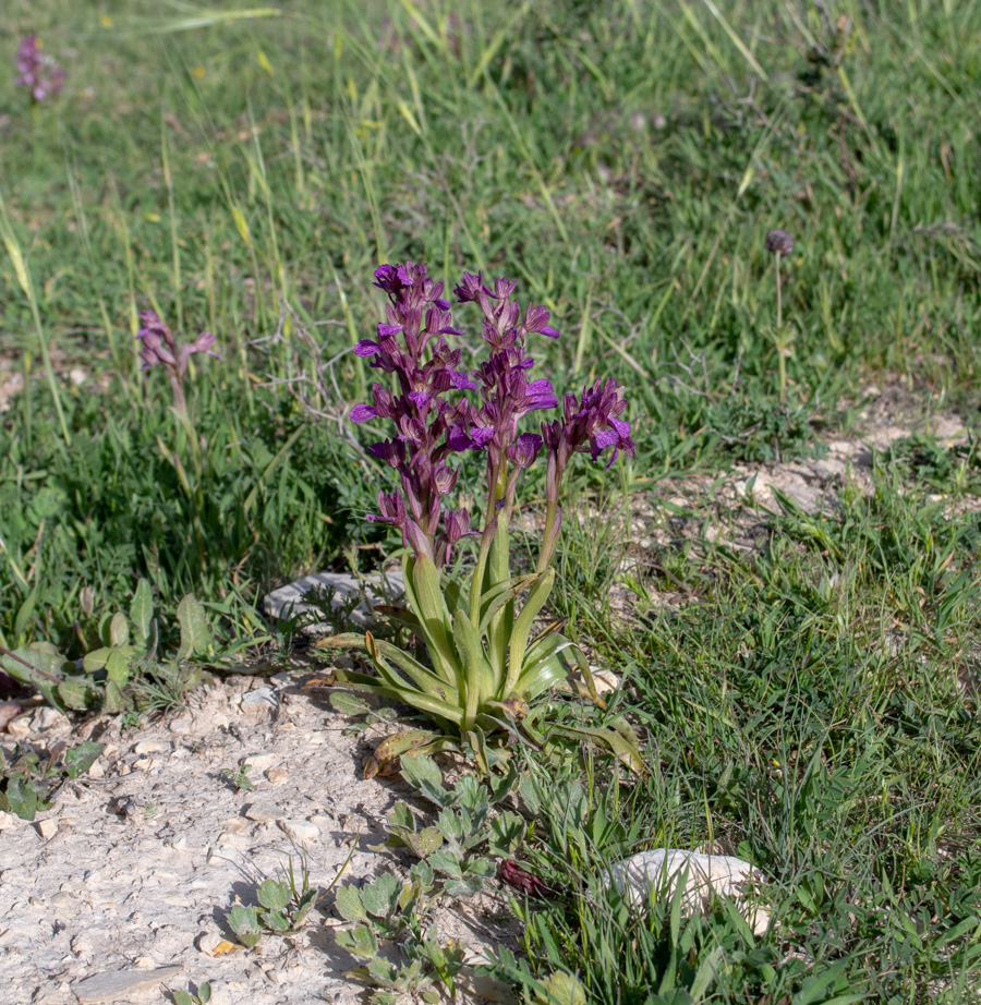 Изображение особи Anacamptis papilionacea ssp. schirwanica.