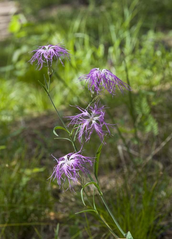 Image of Dianthus superbus specimen.