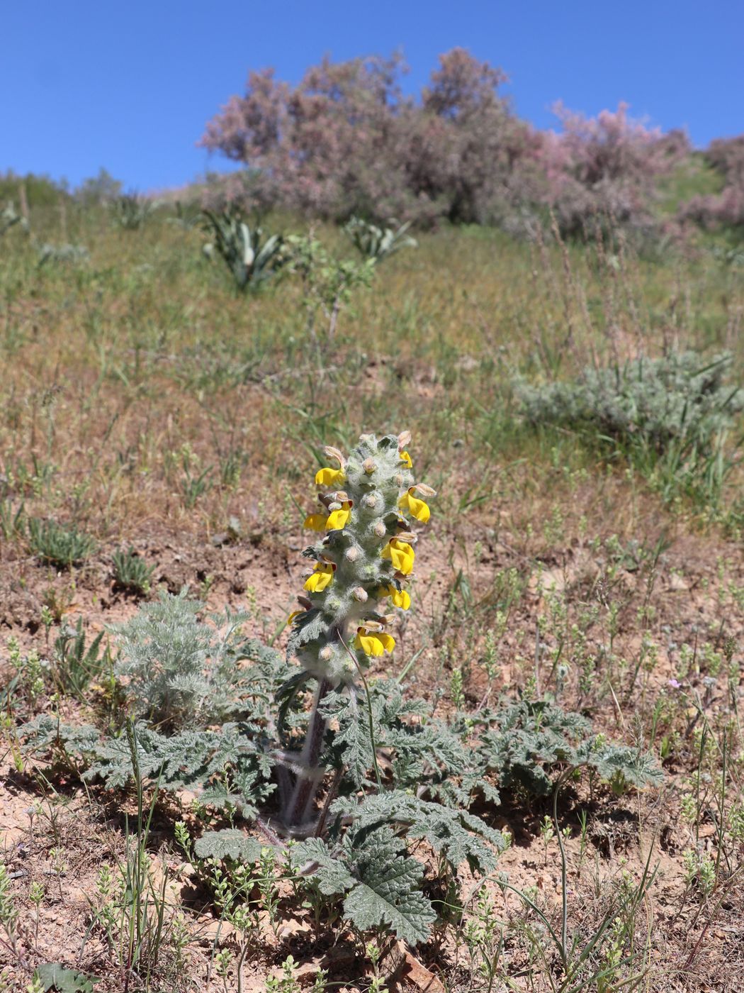 Image of Phlomoides speciosa specimen.