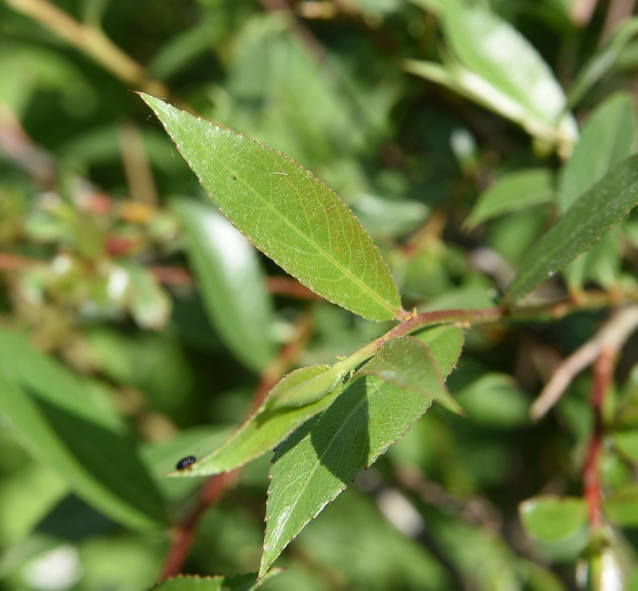 Image of genus Salix specimen.