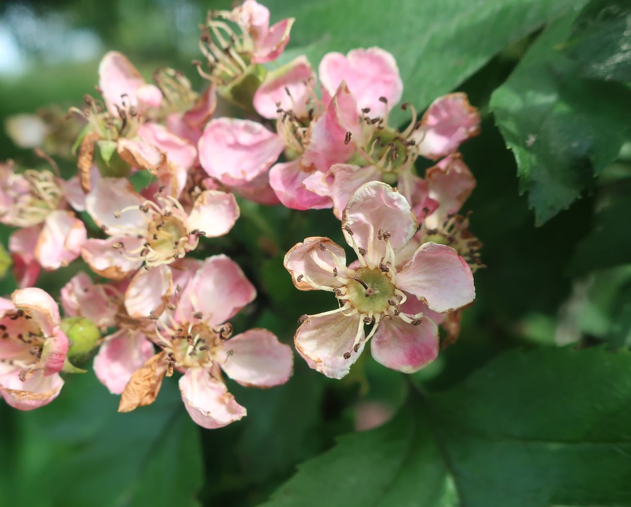 Изображение особи род Crataegus.