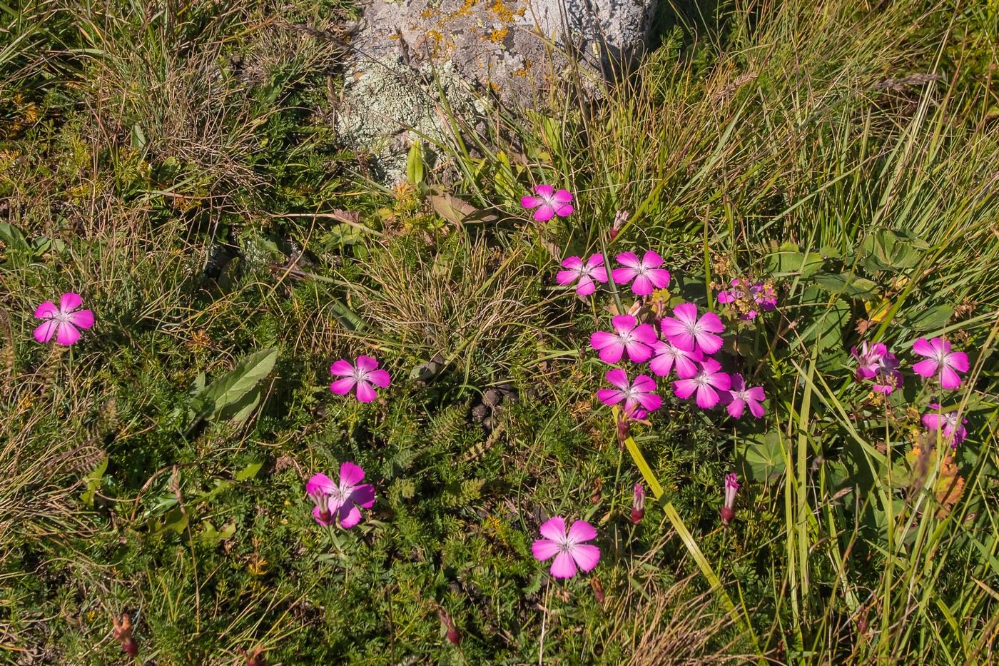 Изображение особи Dianthus oschtenicus.