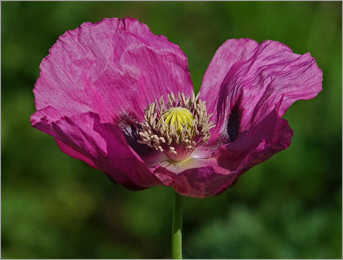 Изображение особи Papaver somniferum.