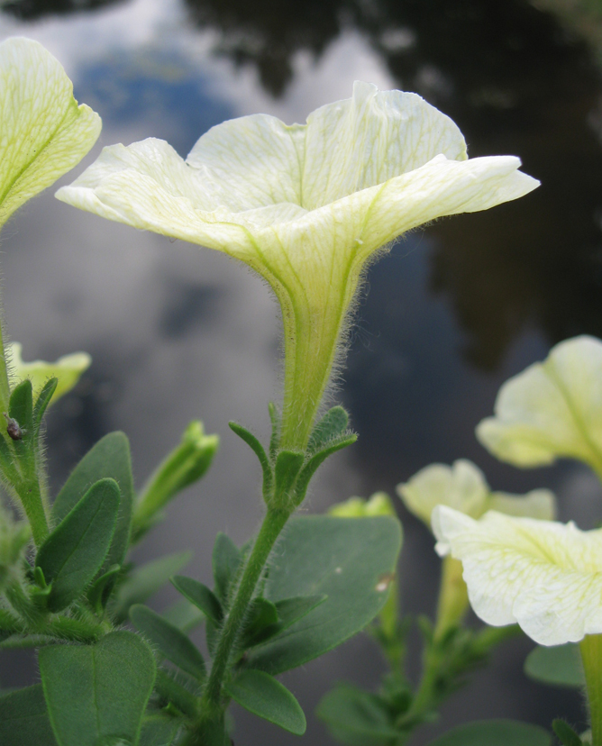 Image of Petunia &times; hybrida specimen.