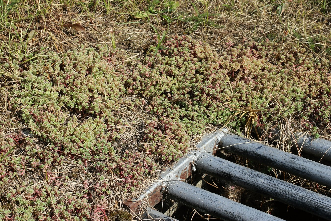 Image of Sedum pallidum ssp. bithynicum specimen.