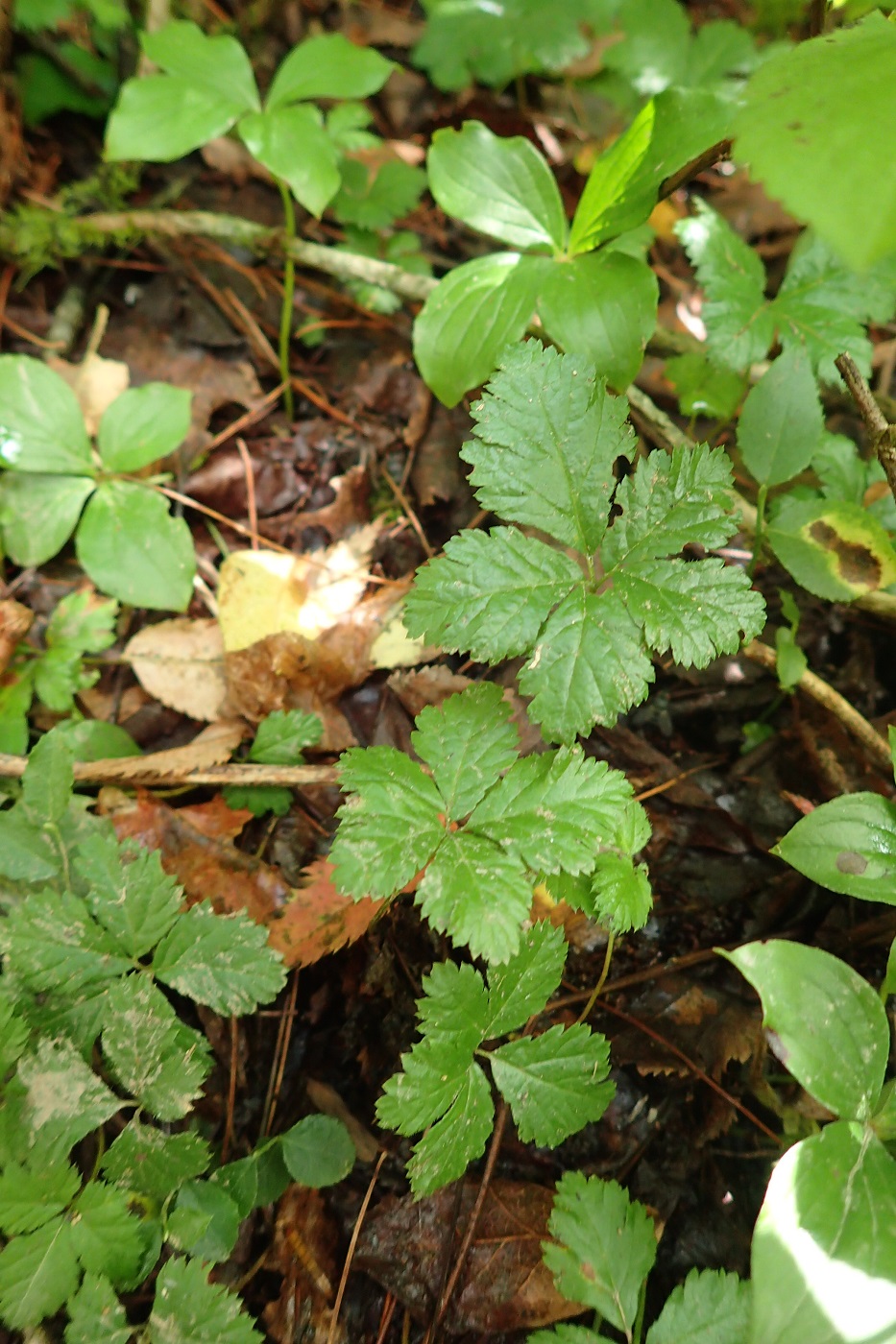 Image of Rubus pedatus specimen.