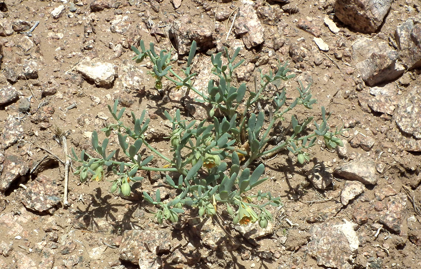 Image of Zygophyllum pterocarpum specimen.