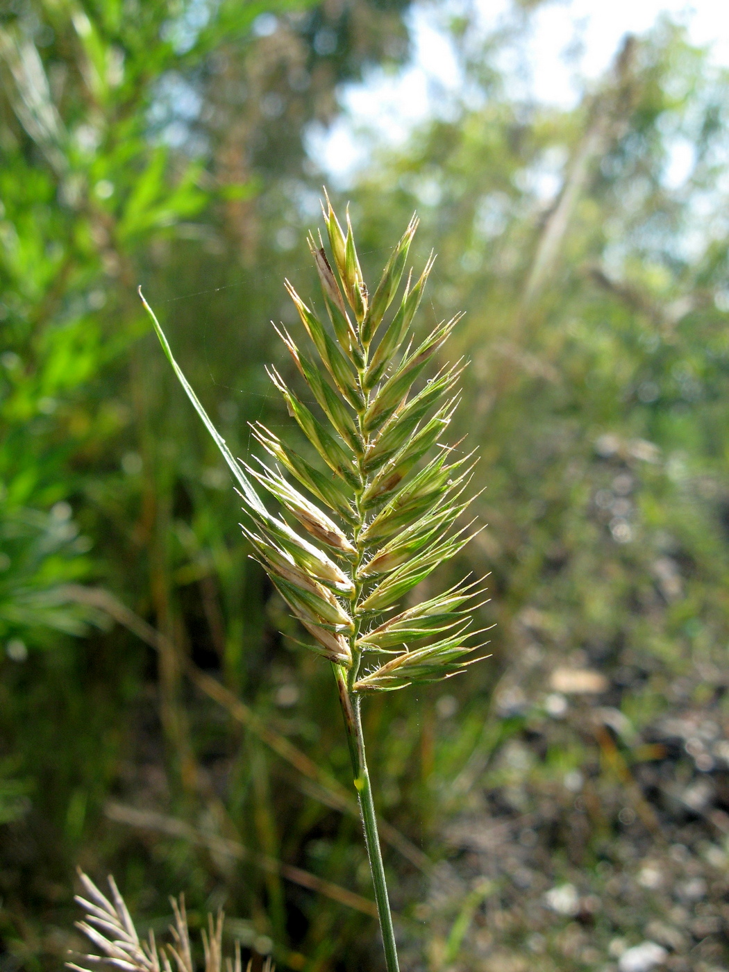 Изображение особи Agropyron pectinatum.