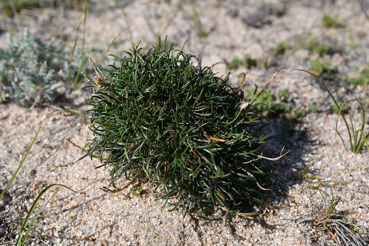 Изображение особи семейство Caryophyllaceae.