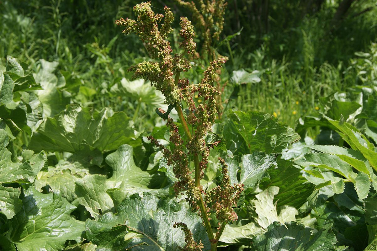 Изображение особи Rumex alpinus.