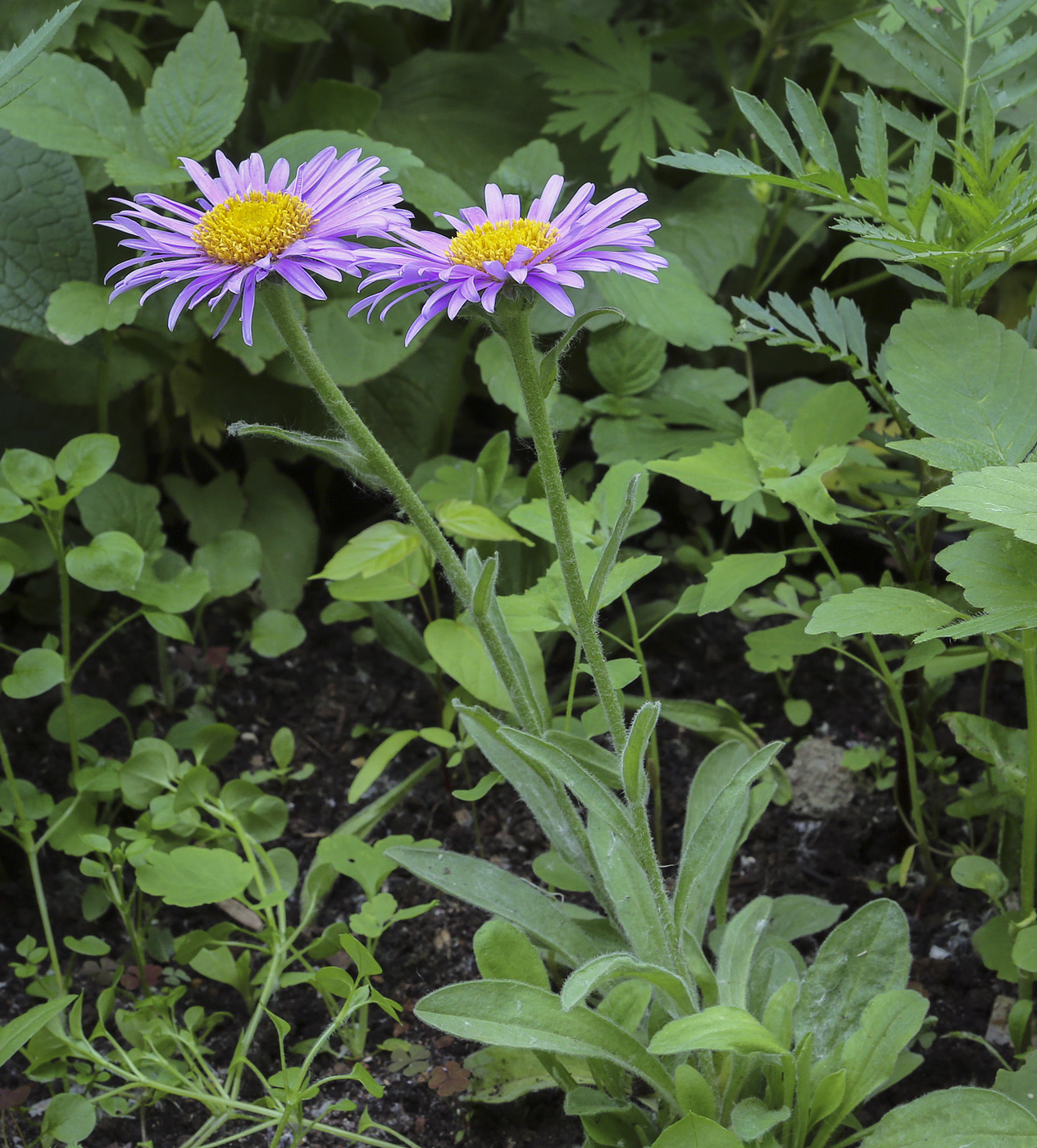 Изображение особи Aster alpinus.