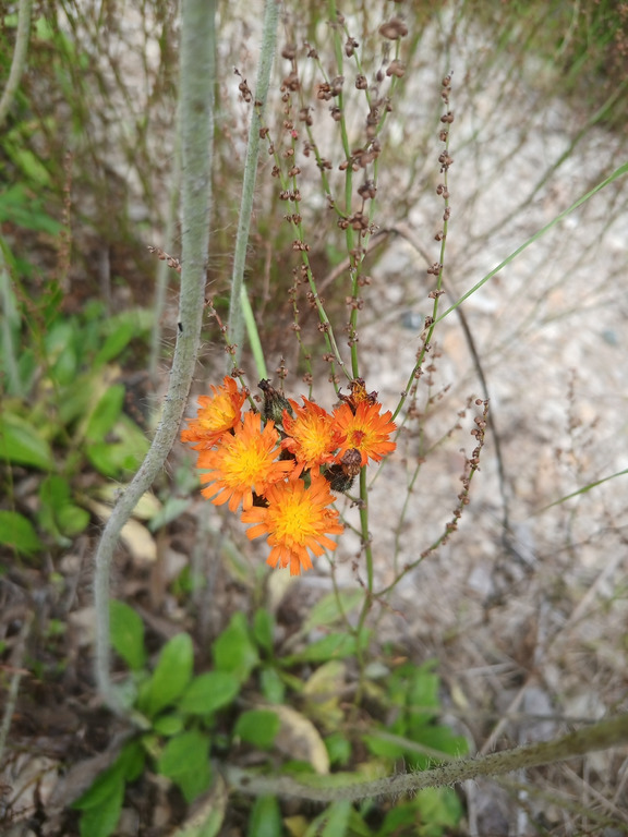 Image of Pilosella aurantiaca specimen.