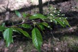 Смотреть изображение Cerasus pensylvanica