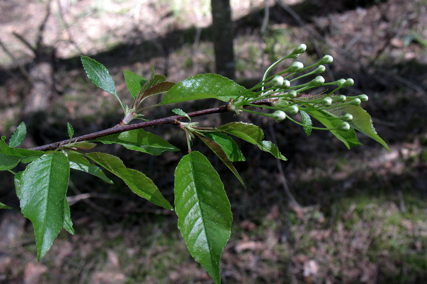 Image of Cerasus pensylvanica specimen.